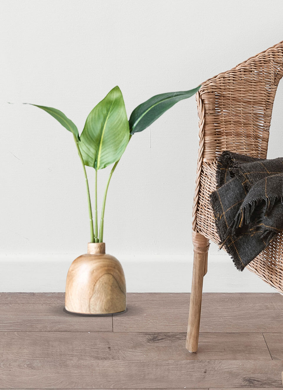 Bird of Paradise Plant - Afbeelding 3