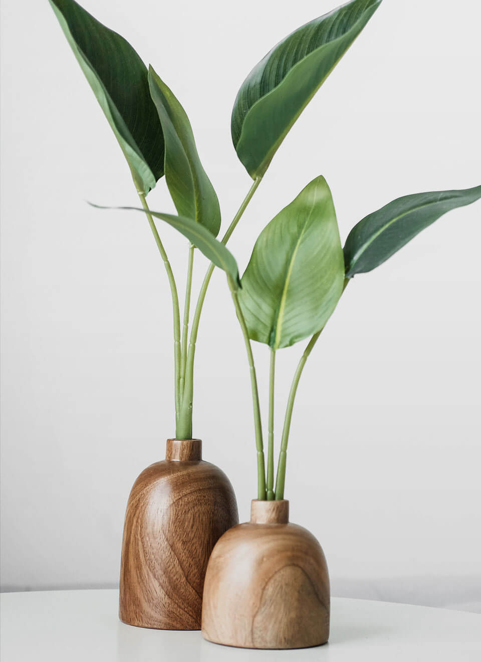 Bird of Paradise Plant - Afbeelding 2